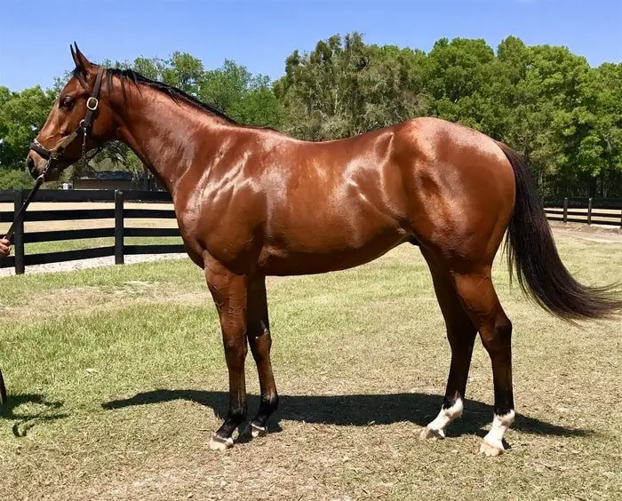 Origin of Thoroughbreds Horse