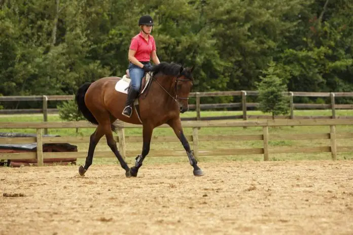 Rider and Horse