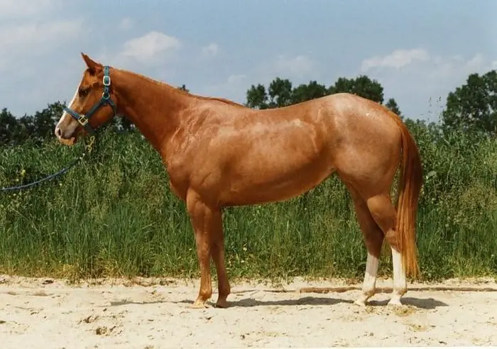 Roan American Quarter Horse