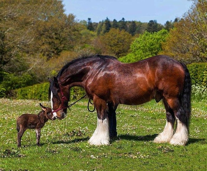 Shire Horse with foal