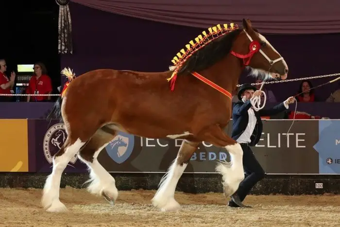 Showing Shire Horse