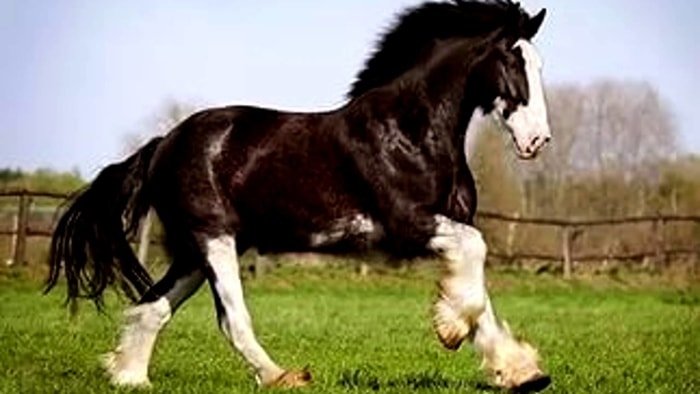 Stamina of Shire Horse