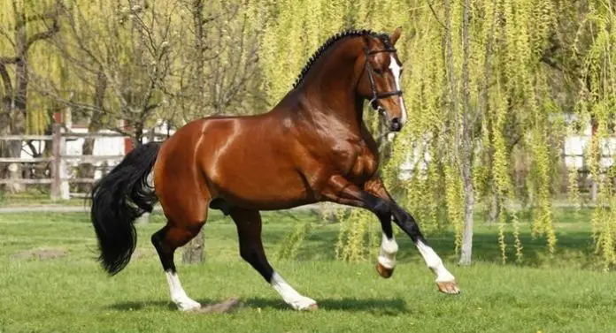 Thoroughbreds Horse