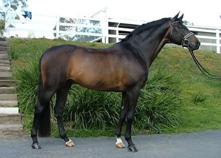 Warmblood Horse Looking