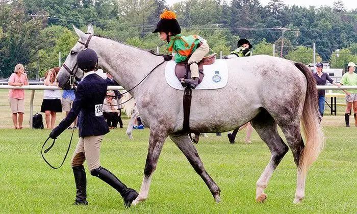 Well Behaved Thoroughbreds Horse