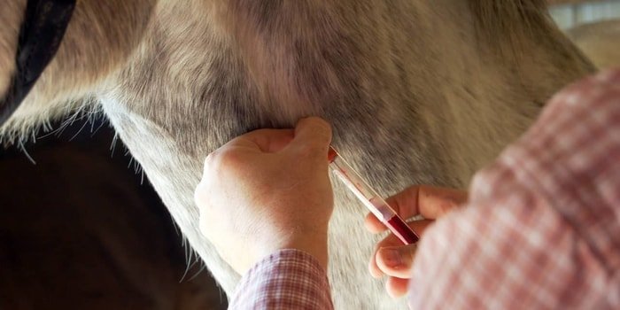 Diagnosis of Equine Infectious Anemia