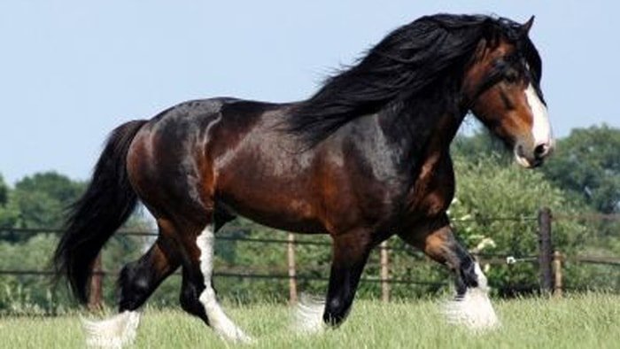 shire_horse