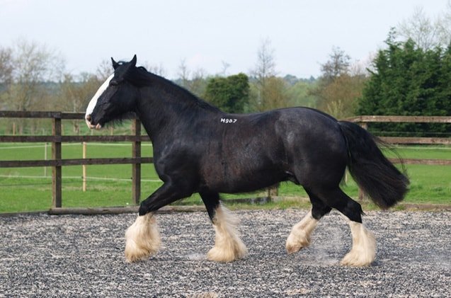 Beautiful Shire Horse