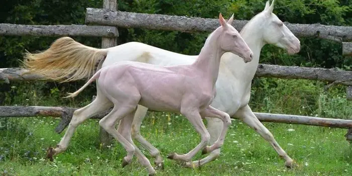 Akhal Teke