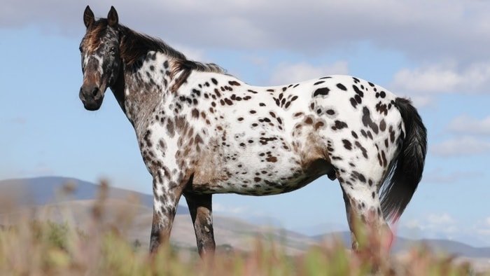 Appaloosa