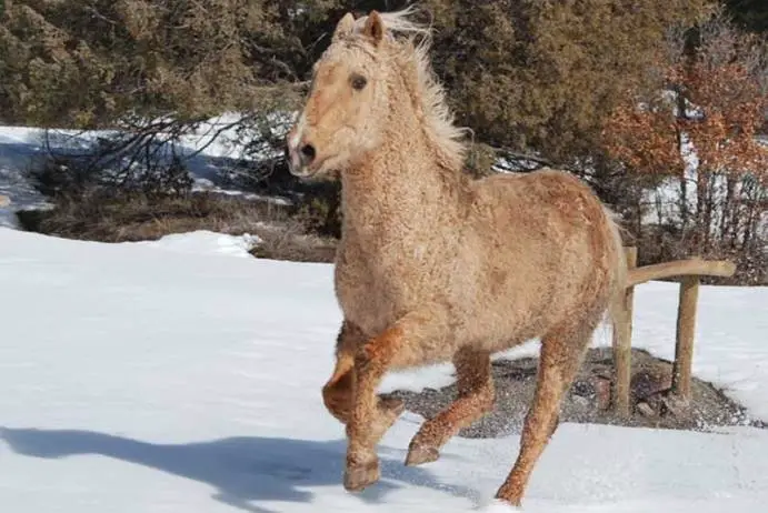 Bashkir Kurley Horse