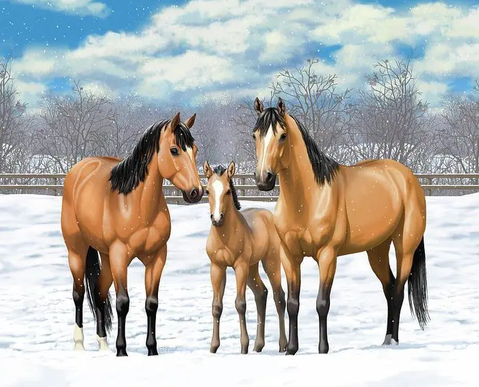 Beautiful Buckskin Horse Family
