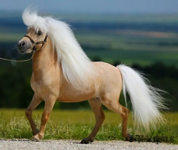 Beautiful Palomino