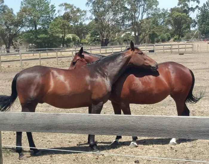 Behavior of Standardbred