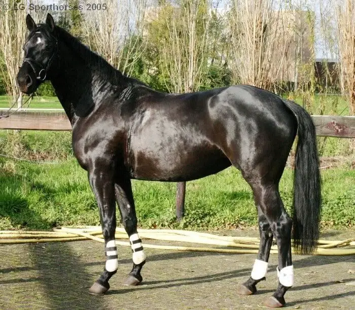 Black Standardbred