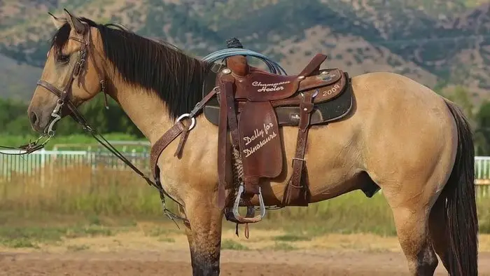Buckskin Horse Attractive Color