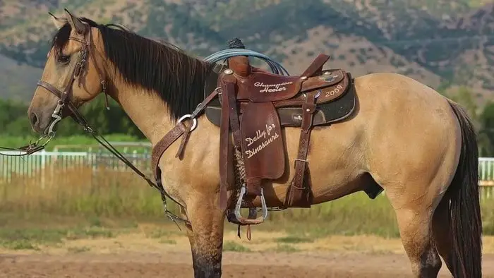 Buckskin Quarter Horse Colors : Beautiful Buckskin Ranch Horse - Great ...