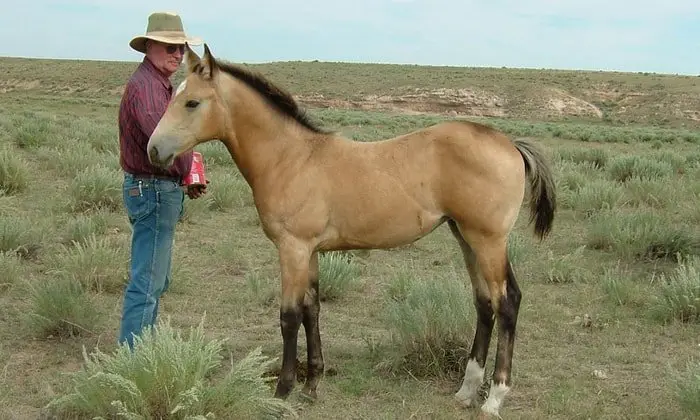 Buckskin Horse Foal