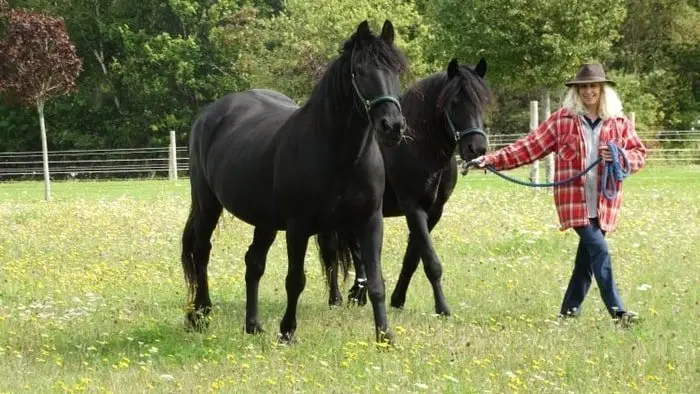 Canadian Horse