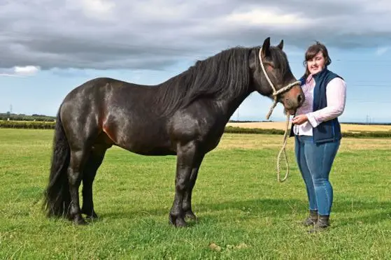 Excellent Highland Pony