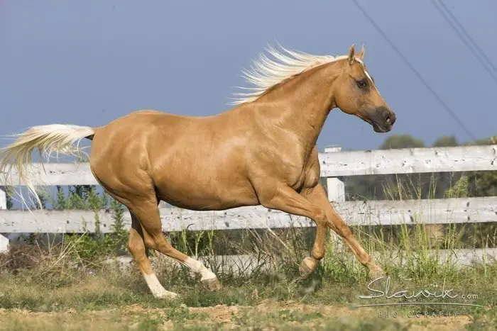 Excellent Palomino