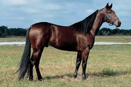 Excellent Standardbred