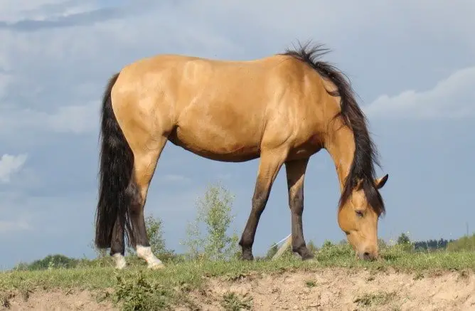 Feeding- Buckskin Horse