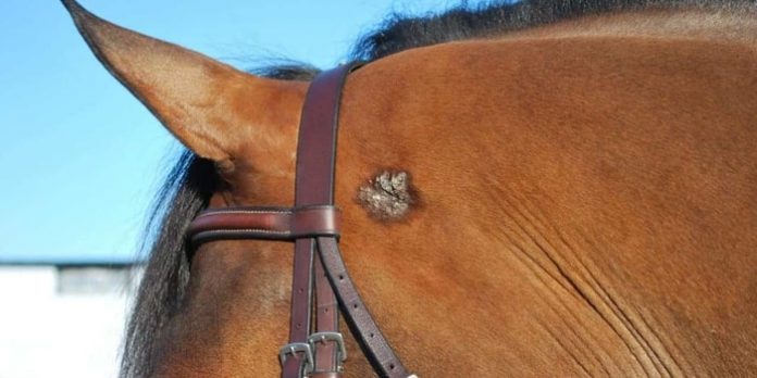 Tumor of Horse Skin