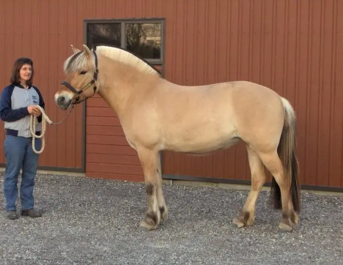 Fjord Horse