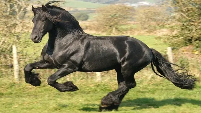 Frisian Horse