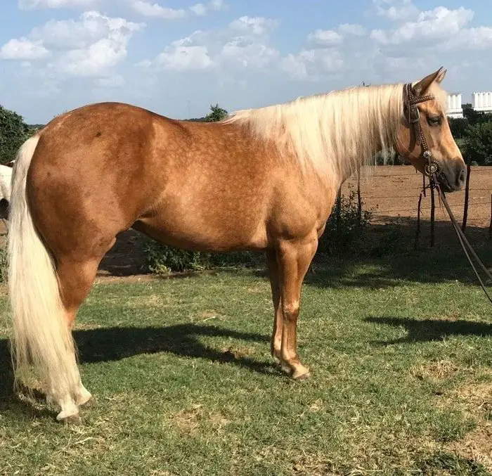 General Look of Palomino