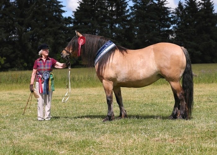 Good Looking Highland Pony