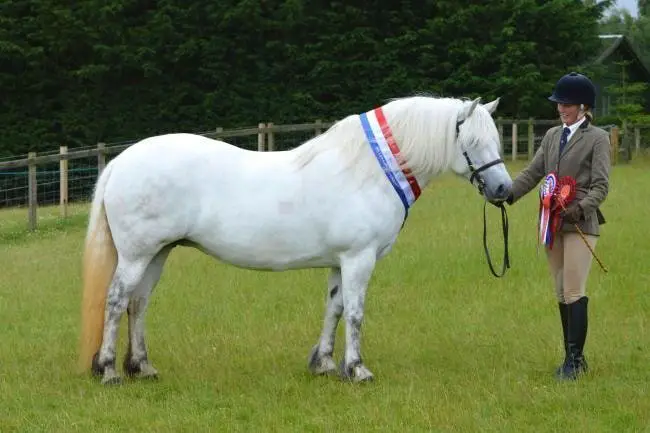 Highland Pony Show