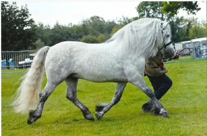 Highland Pony