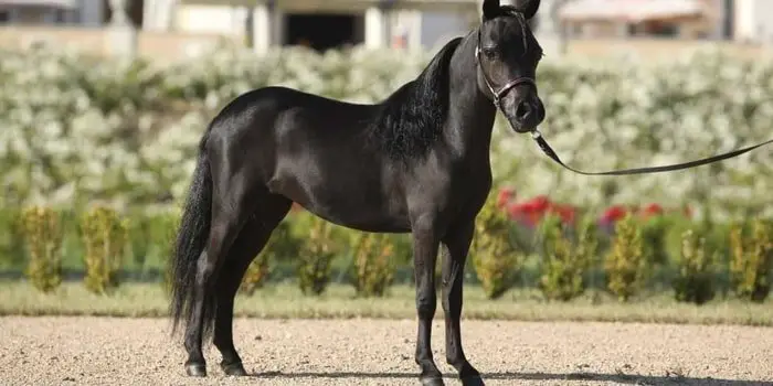 Miniature Horse Breeds