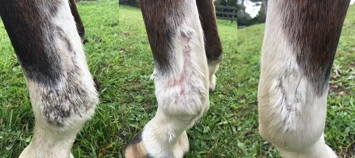 Mud Fever in Horse