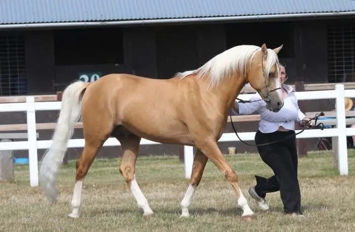 Palomino Show