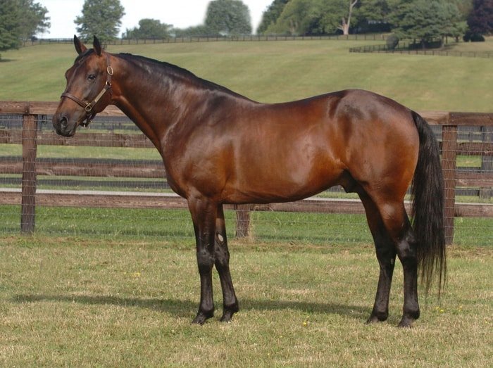 Physical Appearance of Standardbred