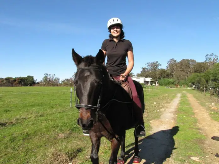 The standardbred is a friendly, steady, and calm horse and they enjoy spending time with their human companions which making them ideal for all horse riders and owners.
