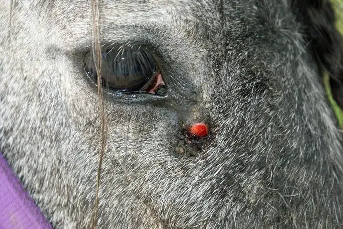 Skin Tumor of Equine