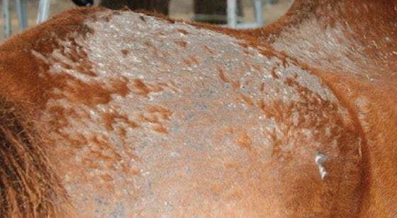 Symptoms of Equine Dermatophilosis