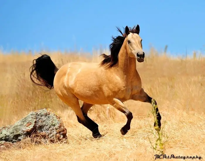 Buckskin Horse in Nature