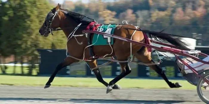 Use of Standardbred