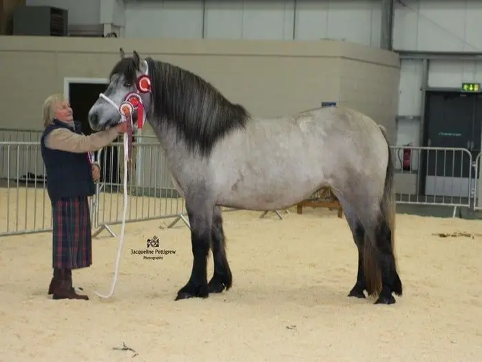 Uses of Highland Pony