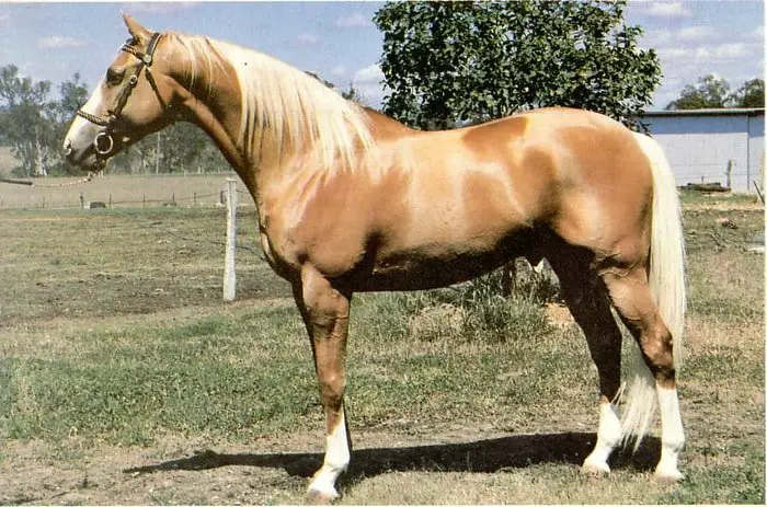 Uses of Palomino