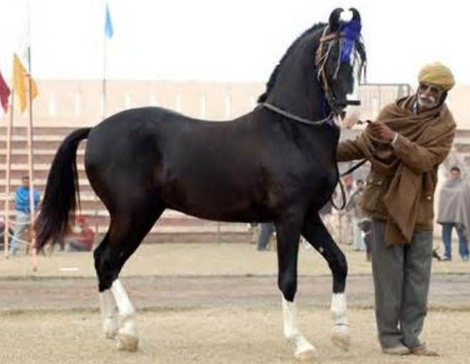 marwari_horse