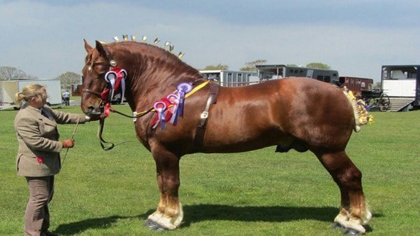 Big Horses: Suffolk punch