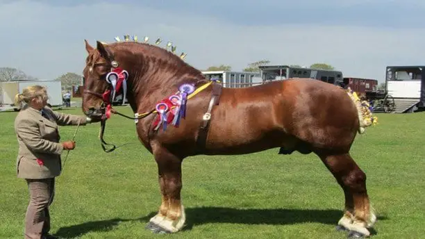 Suffolk punch