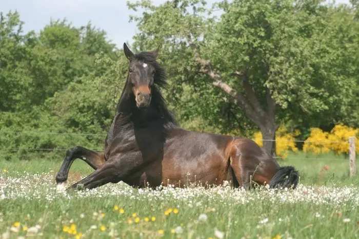 Environmental Equine Allergy