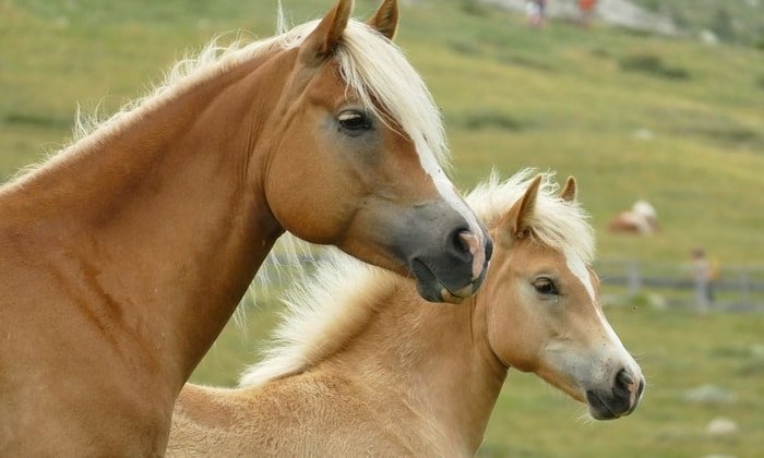 Excellent Haflinger with Foal